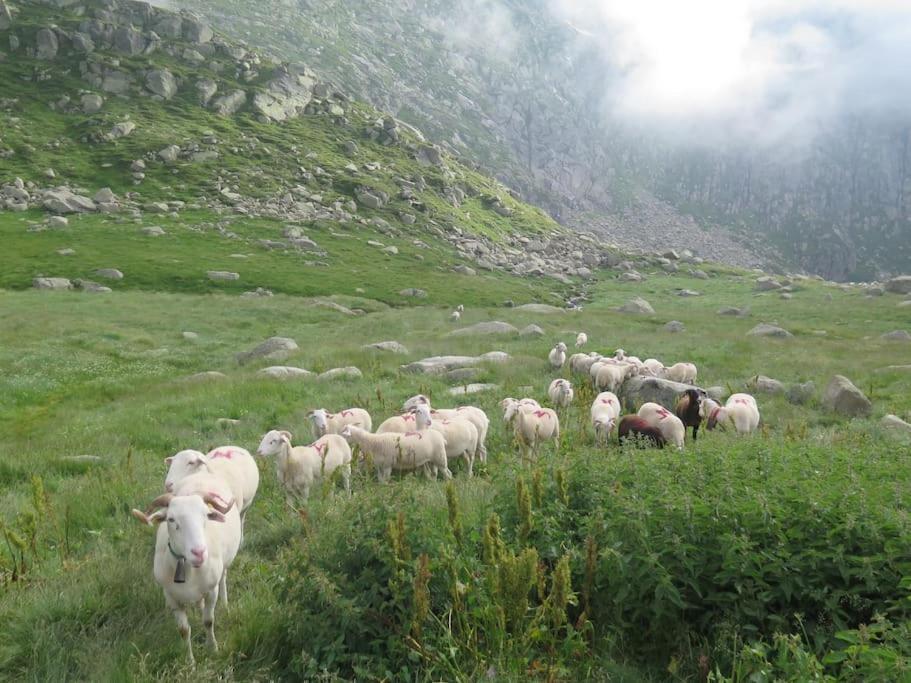 "Le Desman" Confortable T2 A La Montagne Face Aux Thermes Rando, Cure أولوس ليه بان المظهر الخارجي الصورة